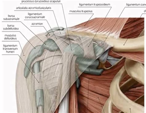 Причины и лечение боли в плечевом суставе и ключице
